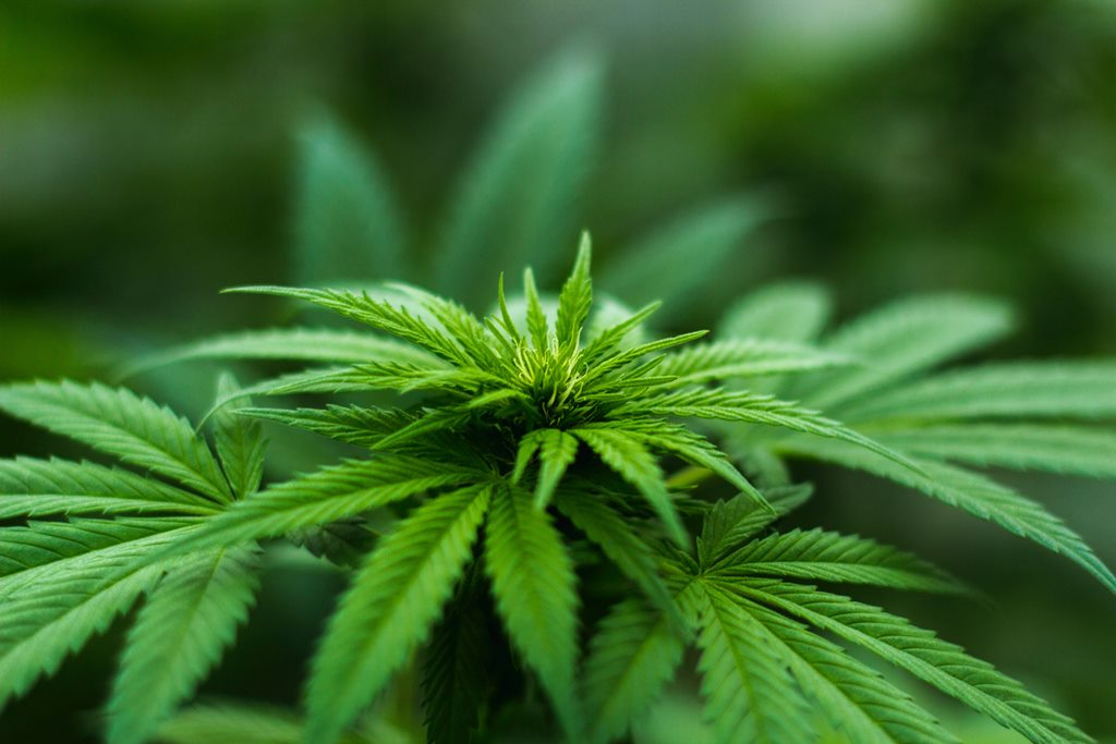 Benefits of CBD Oil
