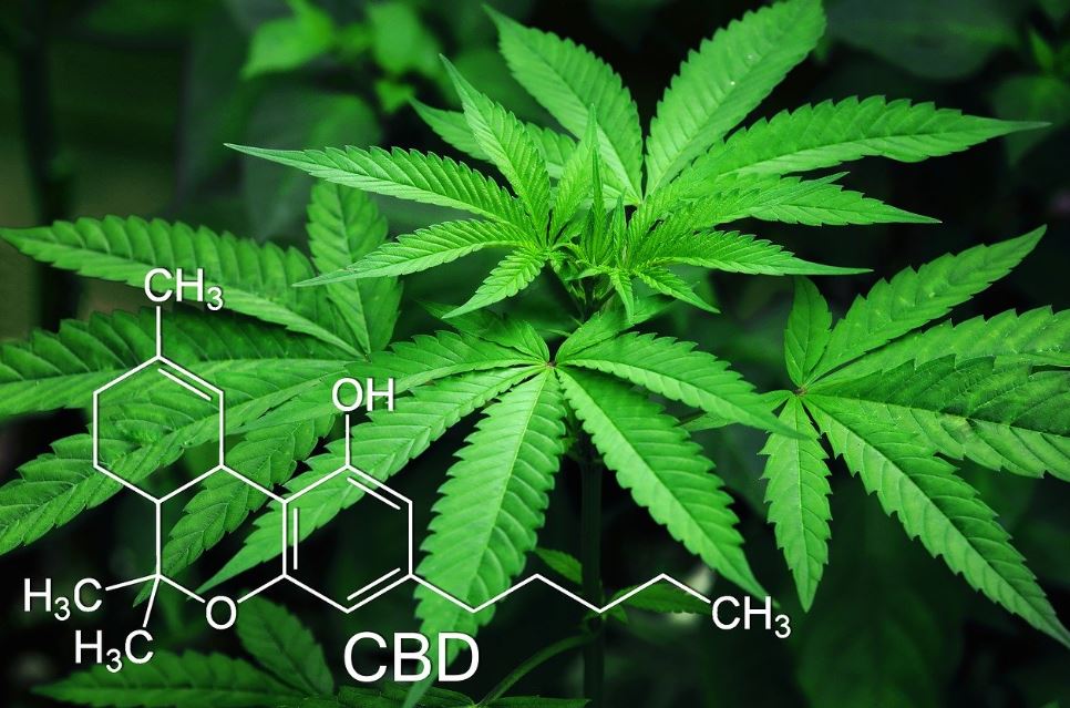 CBD oils