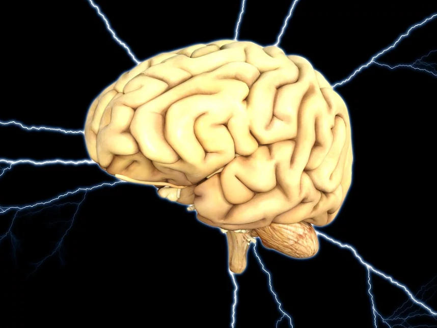brain